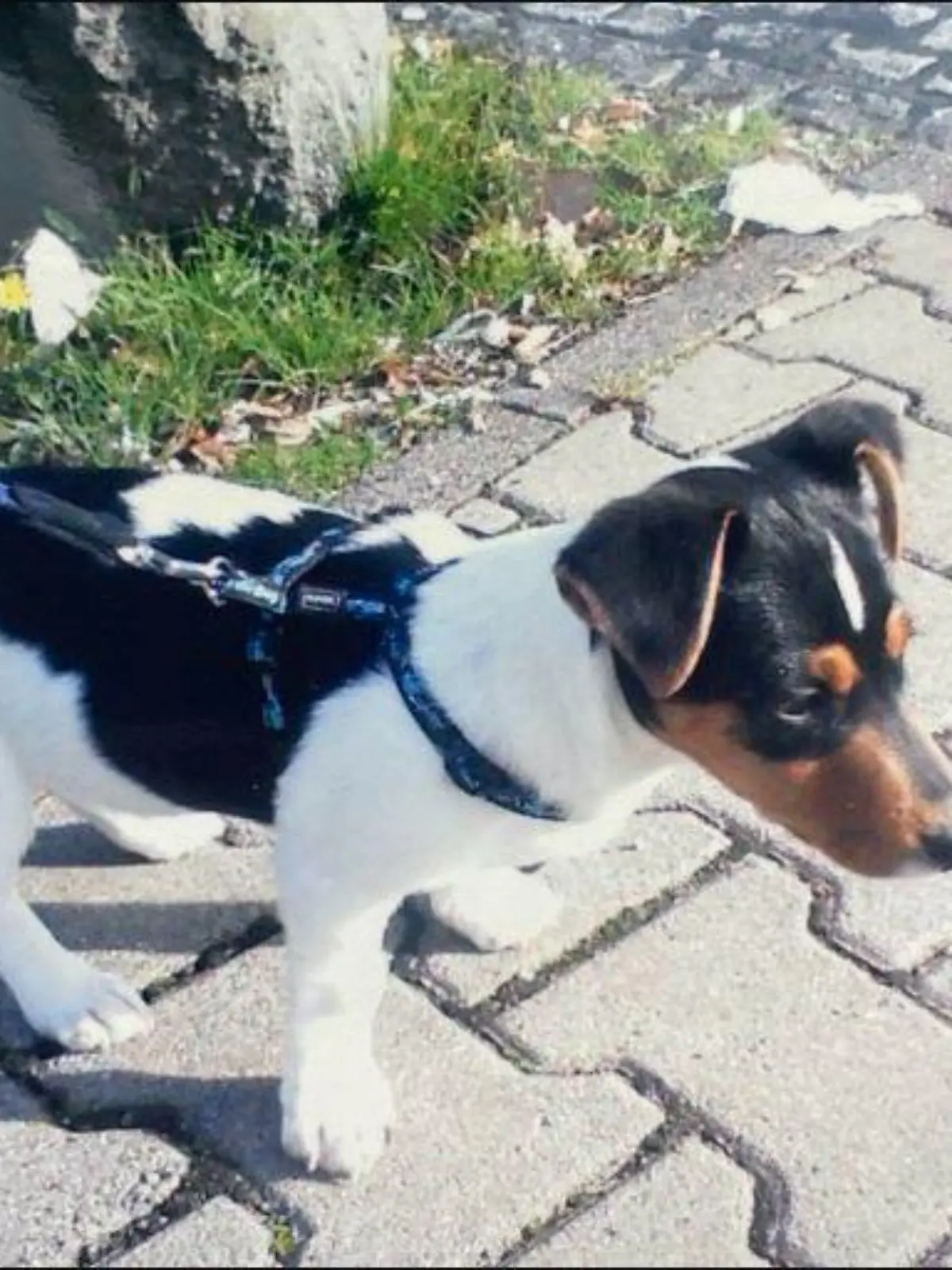 Bodo Ramelow trauert um seinen Hund Attila. Der Hund war in Thüringen selbst ein kleiner Star.