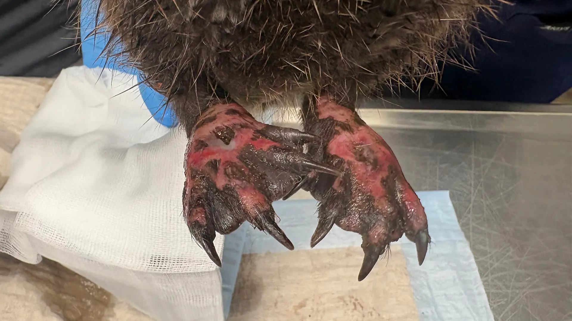 Cheesys verbrannte Füße werden in der Tierklinik behandelt
