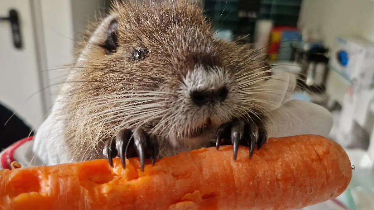 Bevor Cheesy auf ihre neuen Freunde trifft, stärkt sie sich fleißig mit Möhren