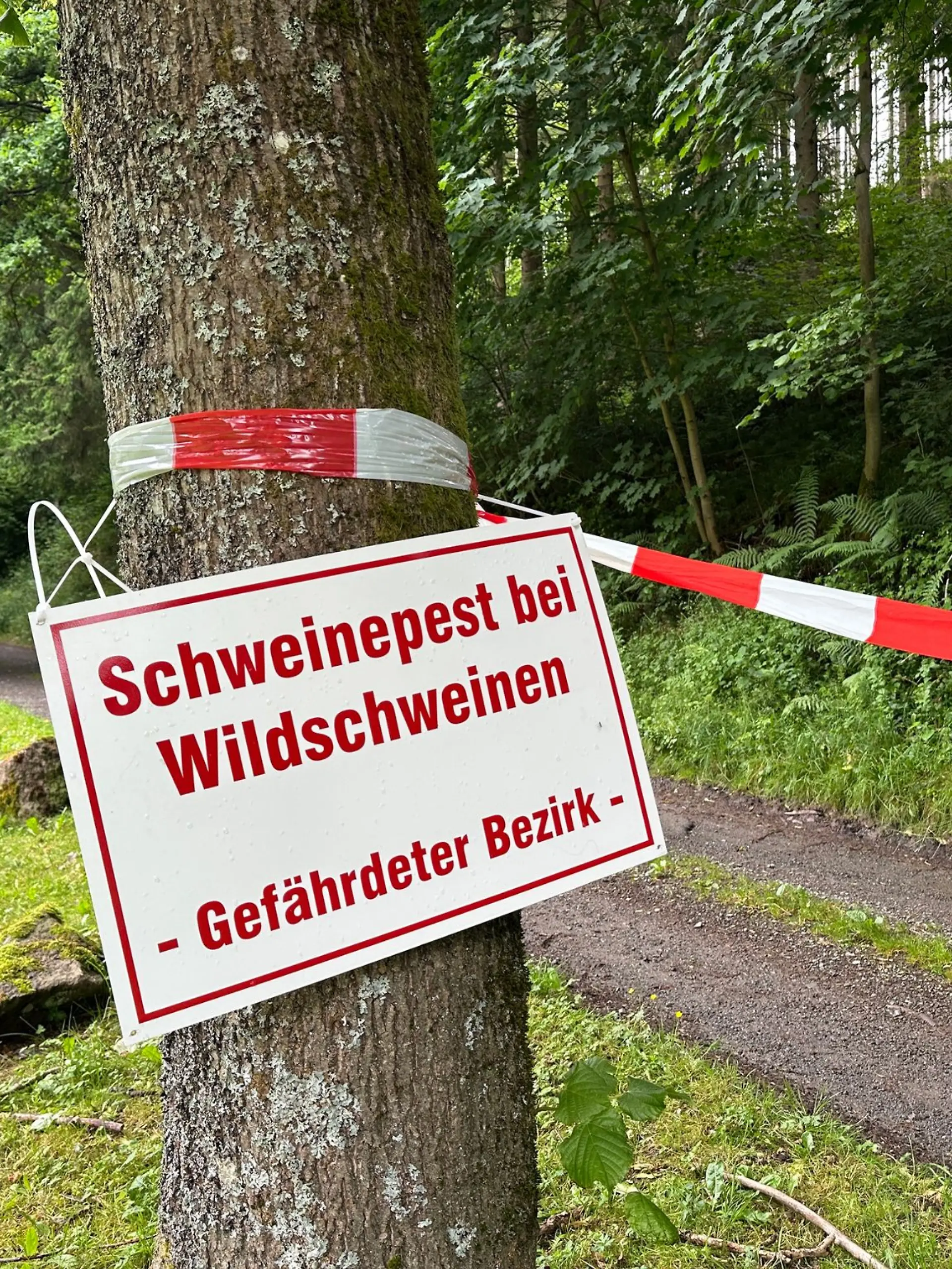 Bild zu: "Sperrgebiet wegen Schweinepest"