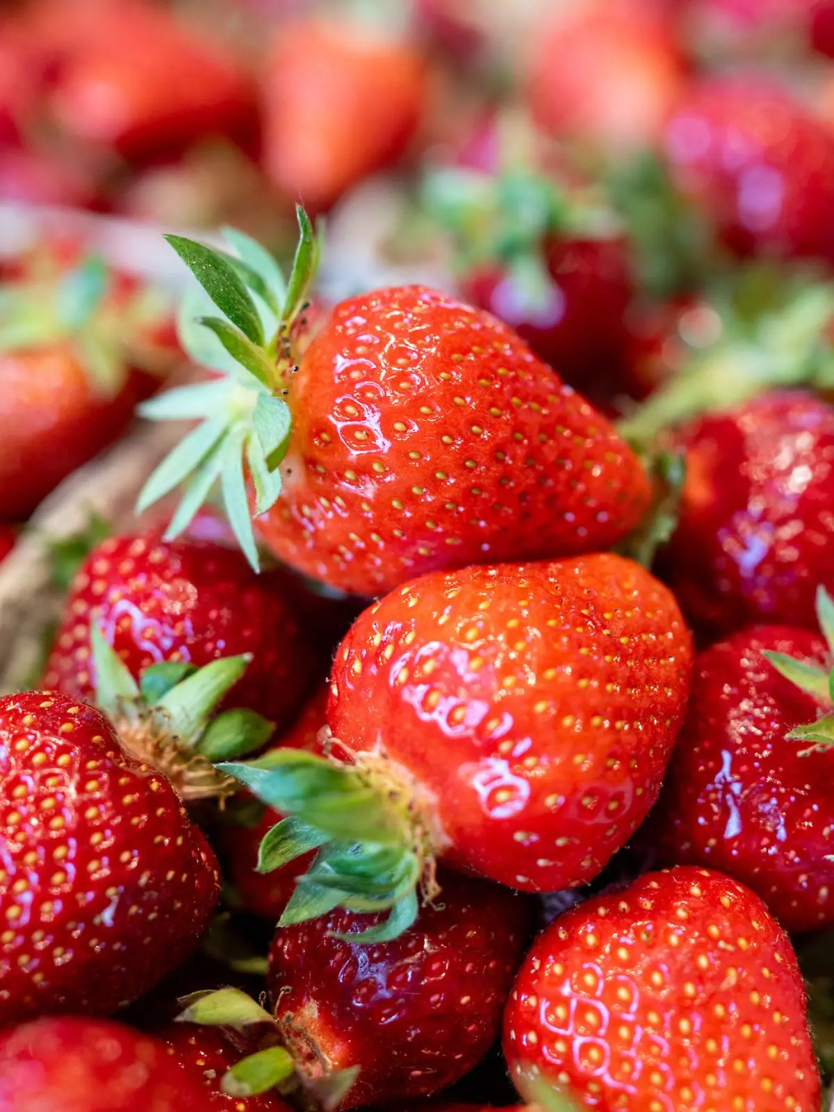 Bild zu: "In diesen Märkten bekommt ihr pestizidfreie Erdbeeren"