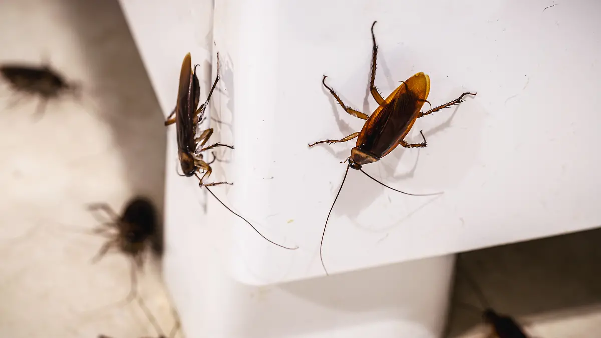 Kakerlakenplage in Italien: Die Amerikanische Großschabe kann zwischen 35 und 40 Millimeter groß werden. (Symbolbild)