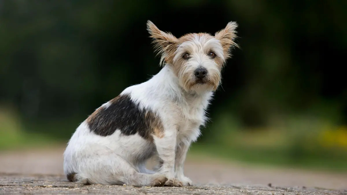  Dog - Jack Russell PUBLICATIONxINxGERxSUIxAUTxONLY Copyright: JohanxDexMeester 10753412
