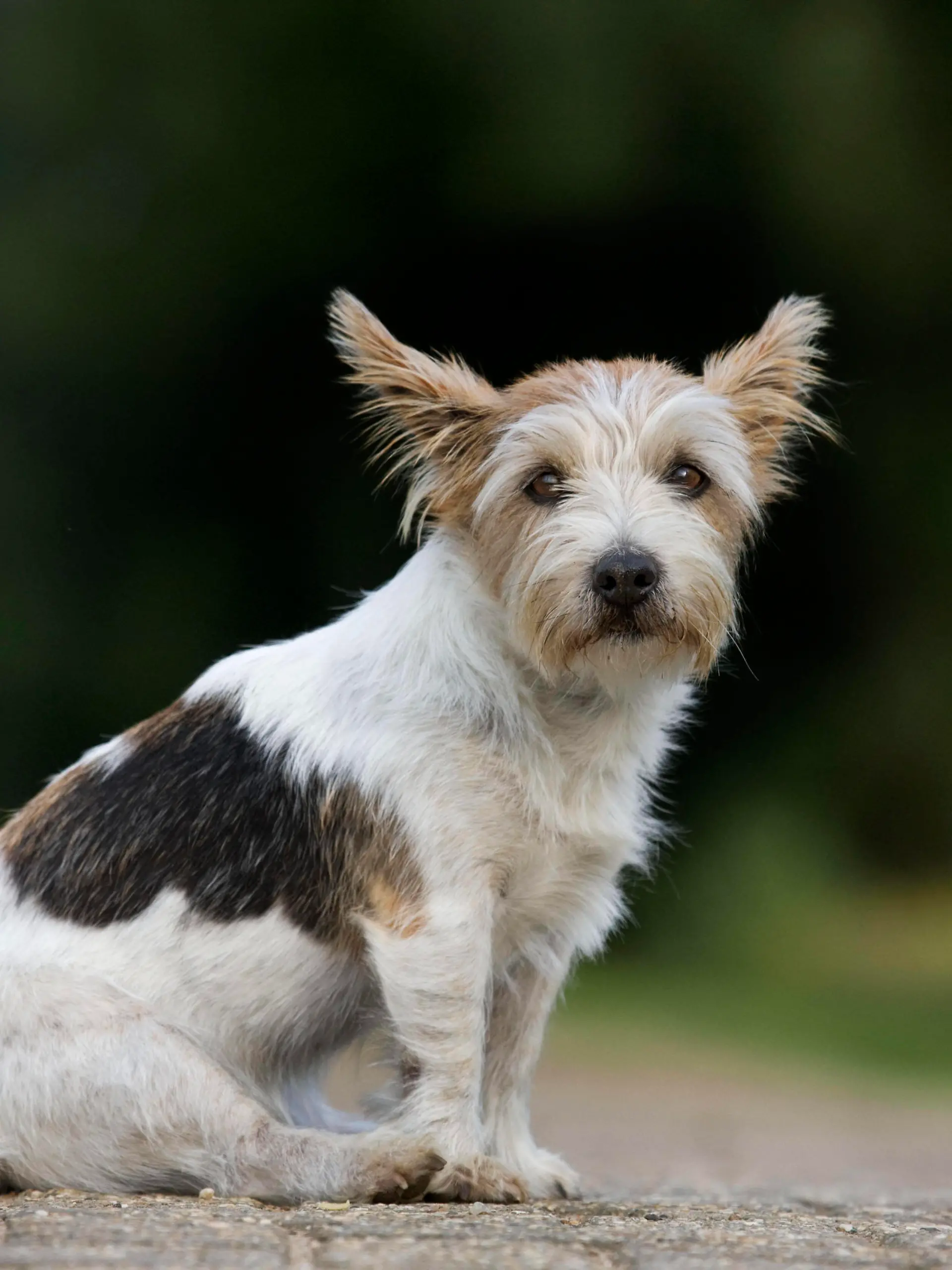  Dog - Jack Russell PUBLICATIONxINxGERxSUIxAUTxONLY Copyright: JohanxDexMeester 10753412
