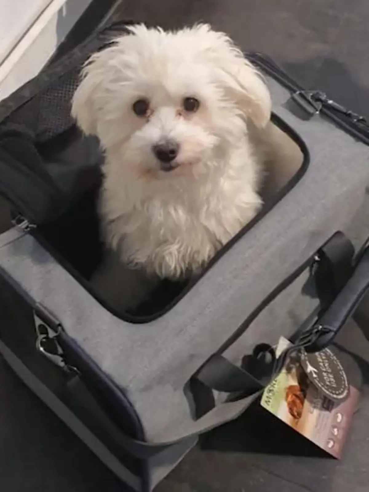 Nach einem Urlaub in Serbien landet Familie Meyer am Flughafen Düsseldorf. Dort wird ihr Malteser-Rüde Sammy vom Zoll beschlagnahmt und für drei Monate in Quarantäne gesteckt. Weil de Familie keine Auskünfte von den Behörden bekommt, wendet sie sich an RTL. Unser Reporter Thorsten Sleegers hat den Fall begleitet.