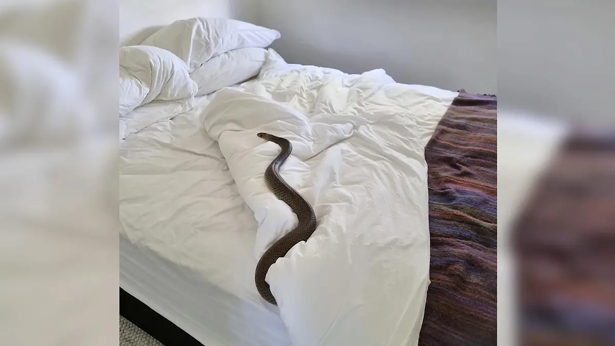 Da ist der Übeltäter! Ganz heimlich schlich sich eine Braunschlange in das Bett einer Australierin. (Credit: Facebook/zacheryssnakeandreptilerelocation)