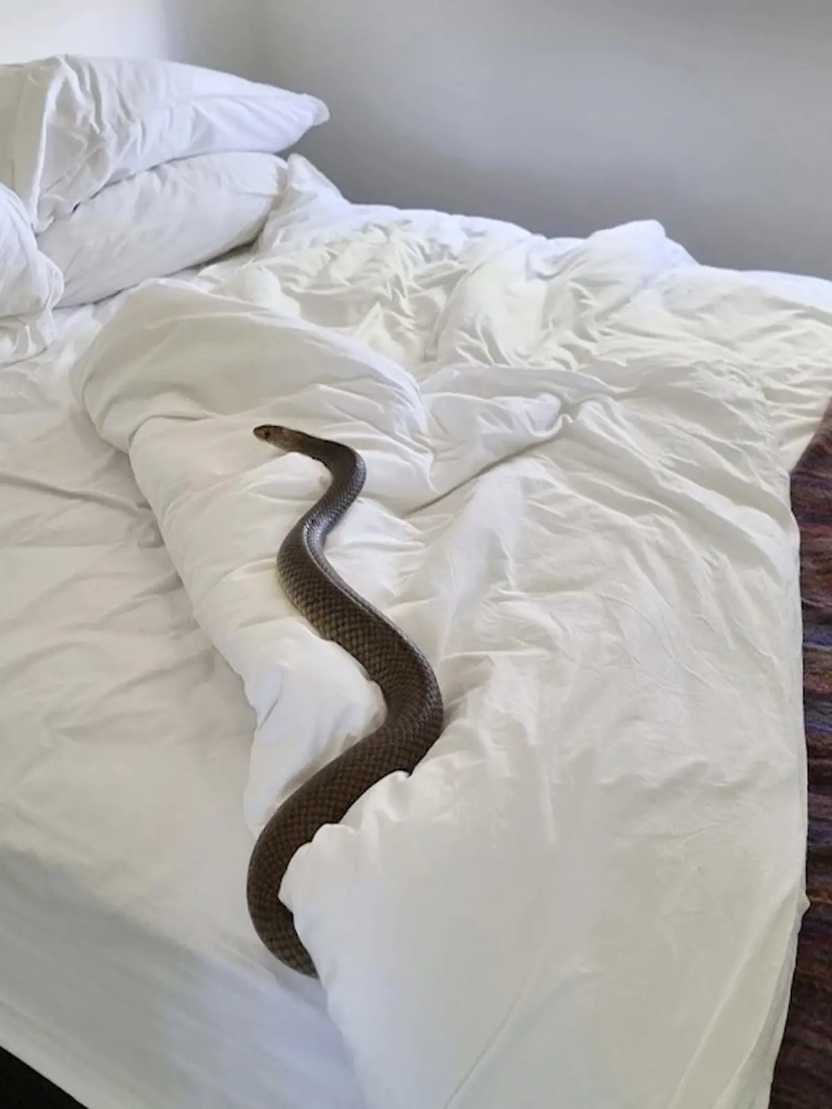 Da ist der Übeltäter! Ganz heimlich schlich sich eine Braunschlange in das Bett einer Australierin. (Credit: Facebook/zacheryssnakeandreptilerelocation)