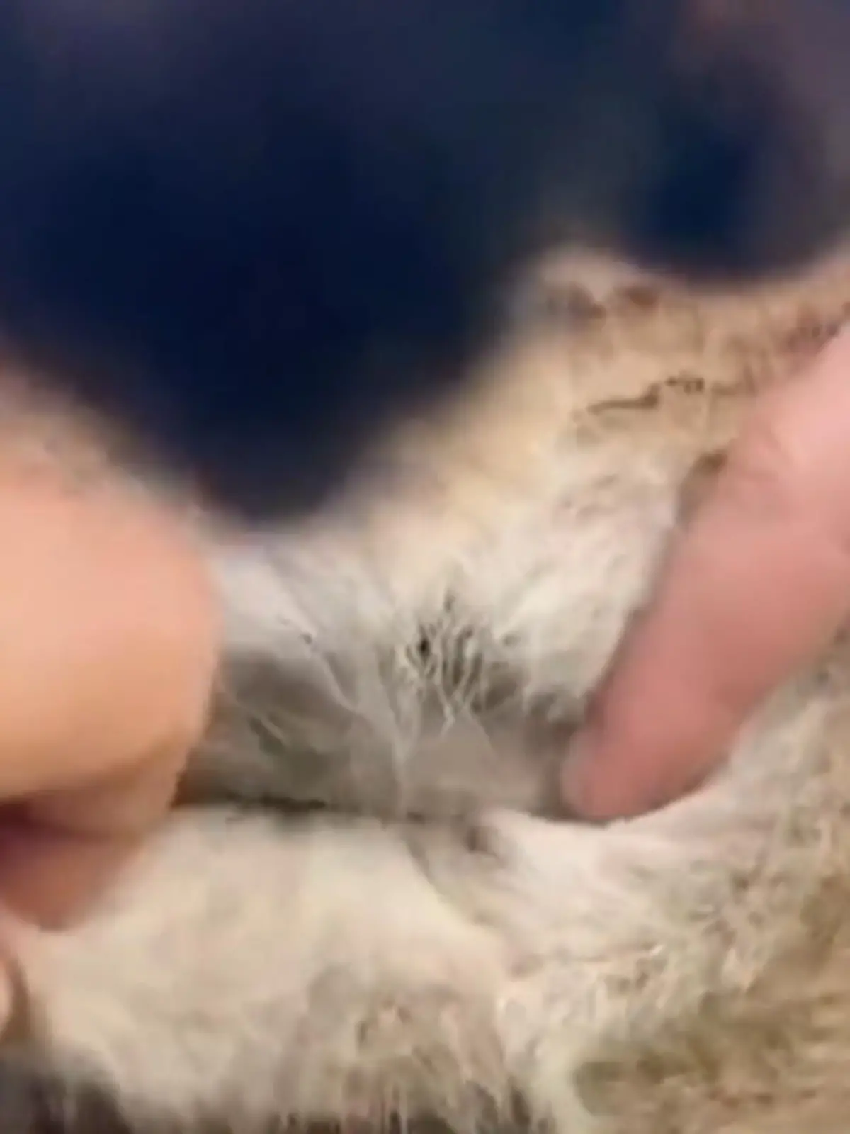 Haben Sie sich nicht auch schon immer gefragt, wie es in einem Kängurubeutel genau aussieht? In einem Zoo in Australien sind Mitarbeiter dieser Frage nachgegangen und zeigen uns hautnah im Video was Mama Känguru so im Beutel trägt.