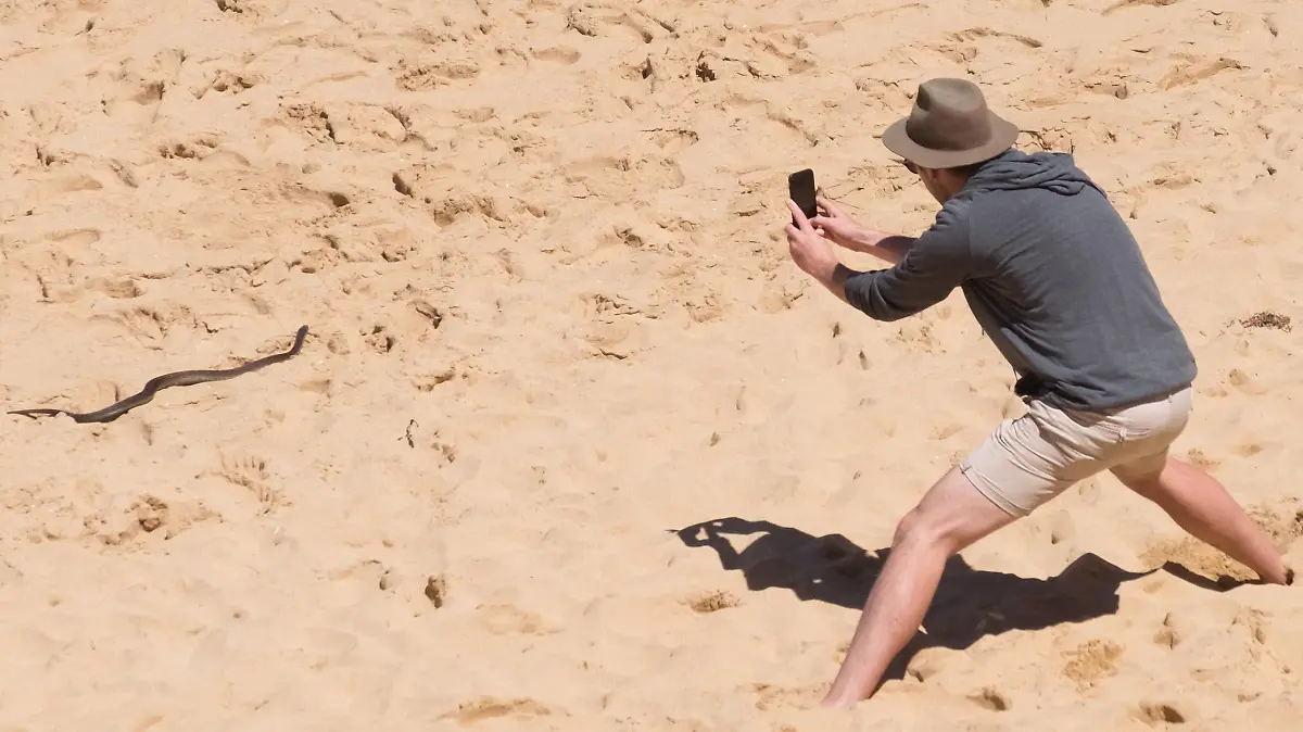 Victoria,Australia. Seen on the beech close to the 12 Apostles.A large venomous Brown Snake,amongst the top 10 most poisonous snakes in the world,being harrassed by tourists,whom may not make the journey to hospital from that location if bit!