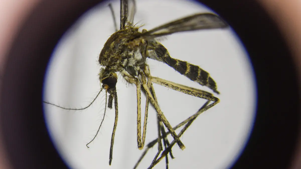 ARCHIV - 13.03.2018, Brandenburg, Müncheberg: Eine präparierte, heimische Stechmücke der Art Aedes cantans ist unter einem Mikroskop im Leibniz-Zentrum für Agrarlandschaftsforschung (ZALF) zu sehen. (Zu dpa "Experten: Stechmücken übertragen das Coronavirus nicht") Foto: Patrick Pleul/ZB/dpa +++ dpa-Bildfunk +++