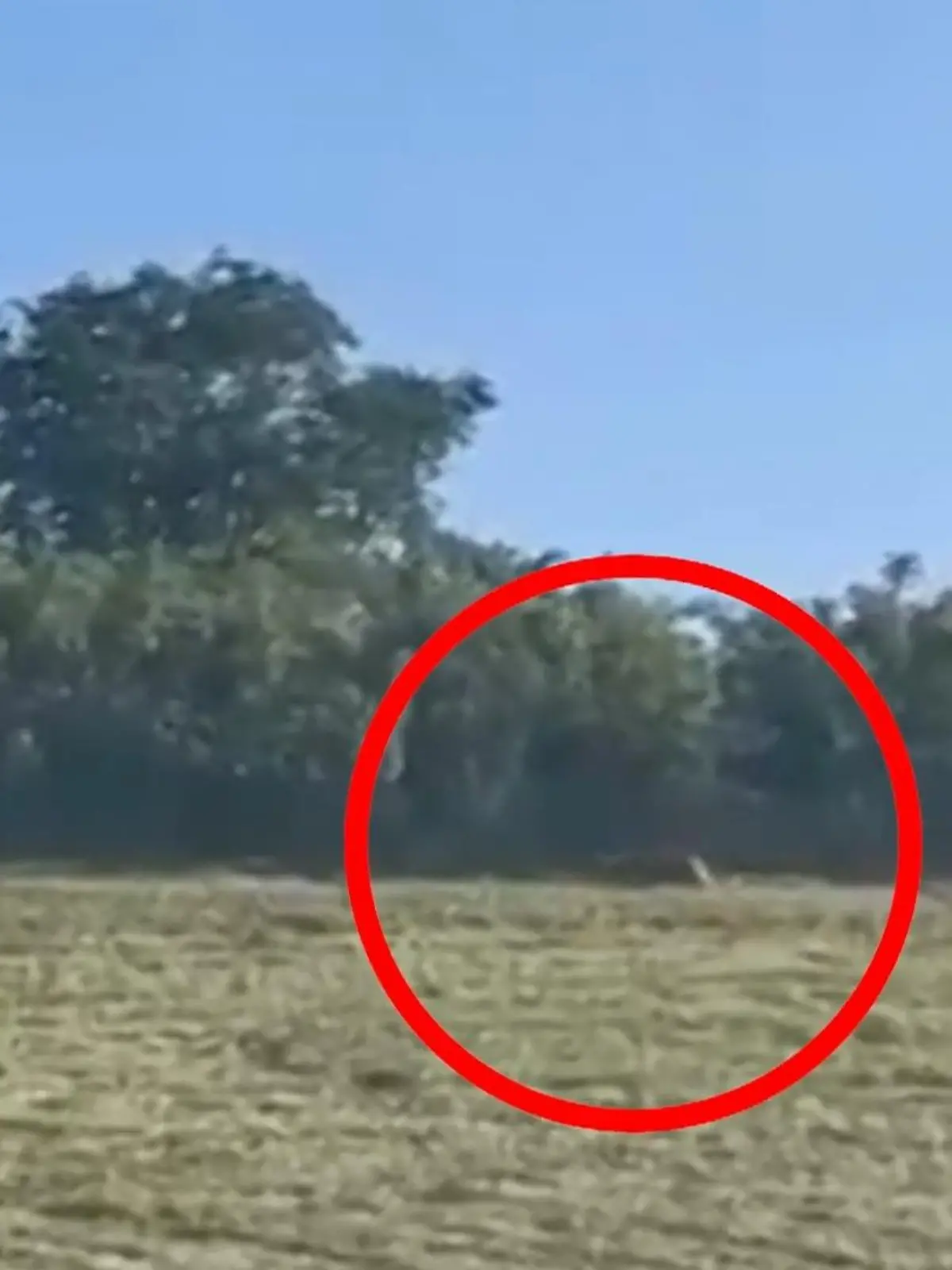 Bild zu: "Zeigt dieses Video wirklich einen Puma? Experte schätzt ein"