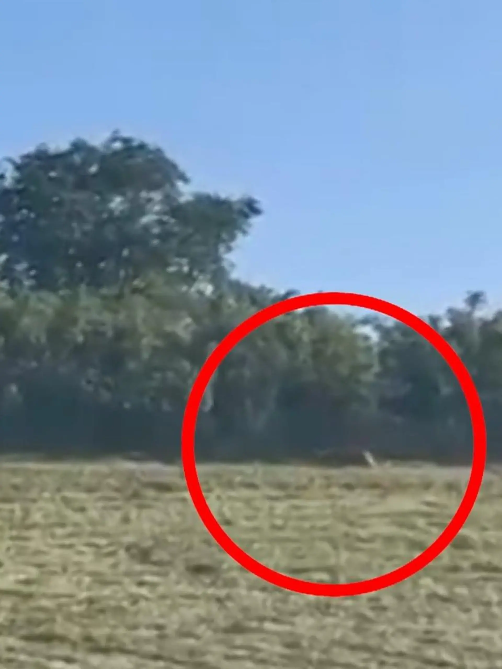 Bild zu: "Zeigt dieses Video wirklich einen Puma? Experte schätzt ein"