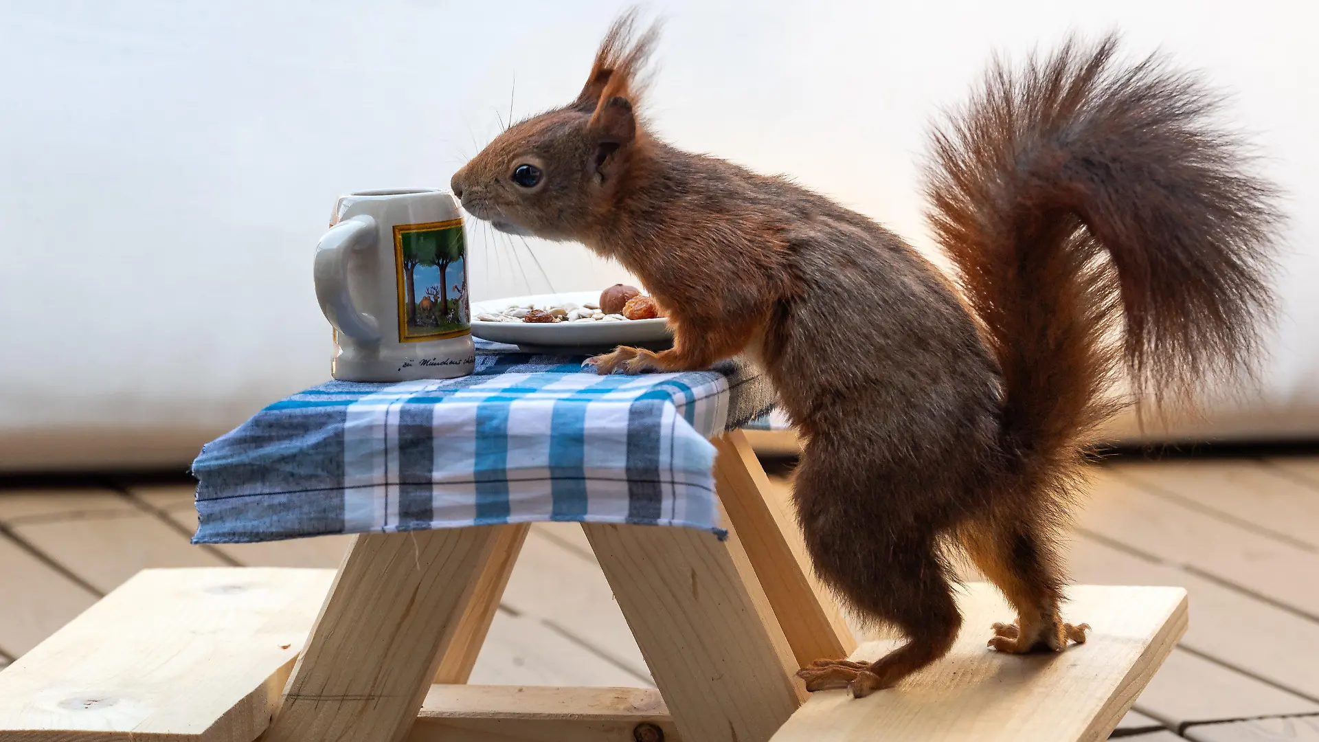 06.05.2020, Bayern, München: Ein rotes Eichhörnchen futtert auf einer extra angefertigten kleinen Bierbank, die auf einem Balkon steht, Nusskerne von einem kleinen Teller. Die Holzkonstruktion haben sich befreundete Kinder der Familie einfallen lassen und in Zeiten der Ausgangsbeschränkungen selber zusammengebaut. Foto: Peter Kneffel/dpa +++ dpa-Bildfunk +++
