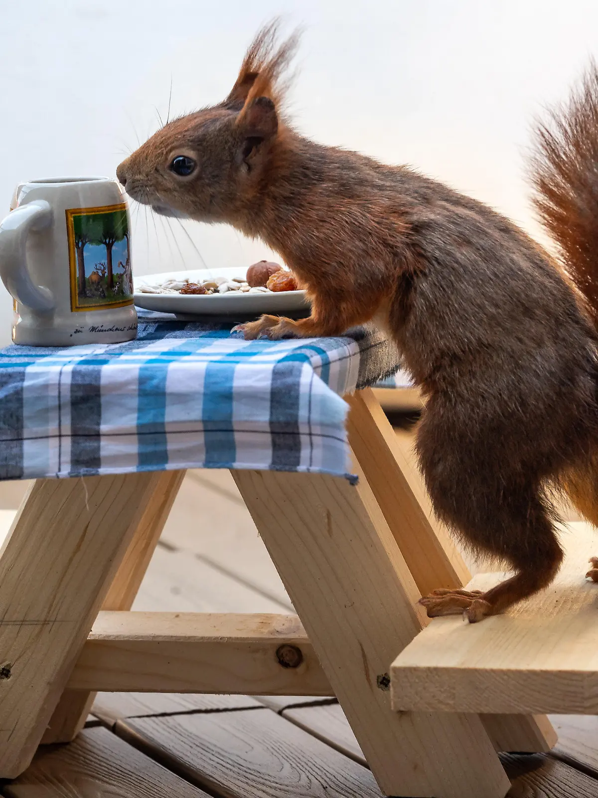 06.05.2020, Bayern, München: Ein rotes Eichhörnchen futtert auf einer extra angefertigten kleinen Bierbank, die auf einem Balkon steht, Nusskerne von einem kleinen Teller. Die Holzkonstruktion haben sich befreundete Kinder der Familie einfallen lassen und in Zeiten der Ausgangsbeschränkungen selber zusammengebaut. Foto: Peter Kneffel/dpa +++ dpa-Bildfunk +++