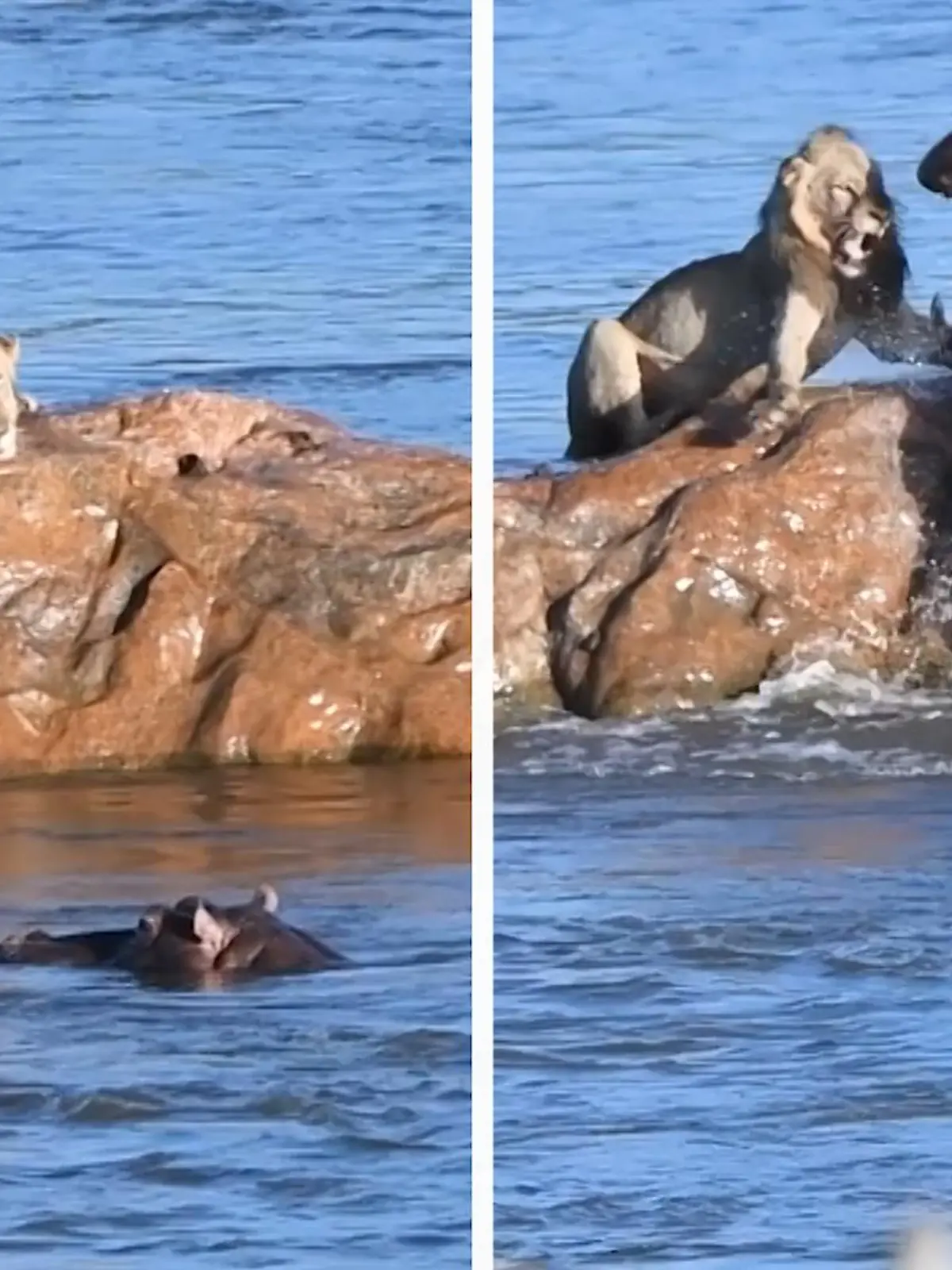 Ein Löwe in Südafrika möchte sich eigentlich nur entspannen, als er plötzlich von einem Nilpferd angegriffen wird. Die Lage scheint zuerst aussichtslos, doch der Löwe schafft es tatsächlich sich zu retten