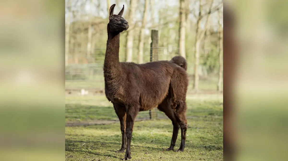 Lama "Winter" von der belgischen Universität Ghent