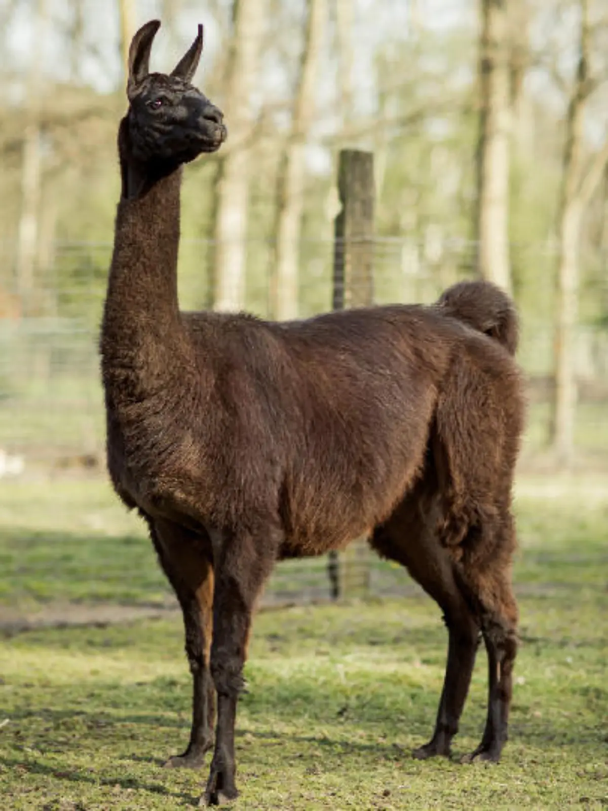 Lama "Winter" von der belgischen Universität Ghent
