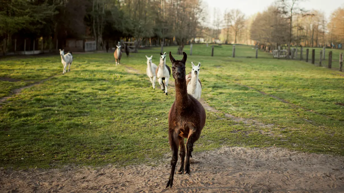 "Winter" und andere Lamas auf einer Farm der Universität Ghent