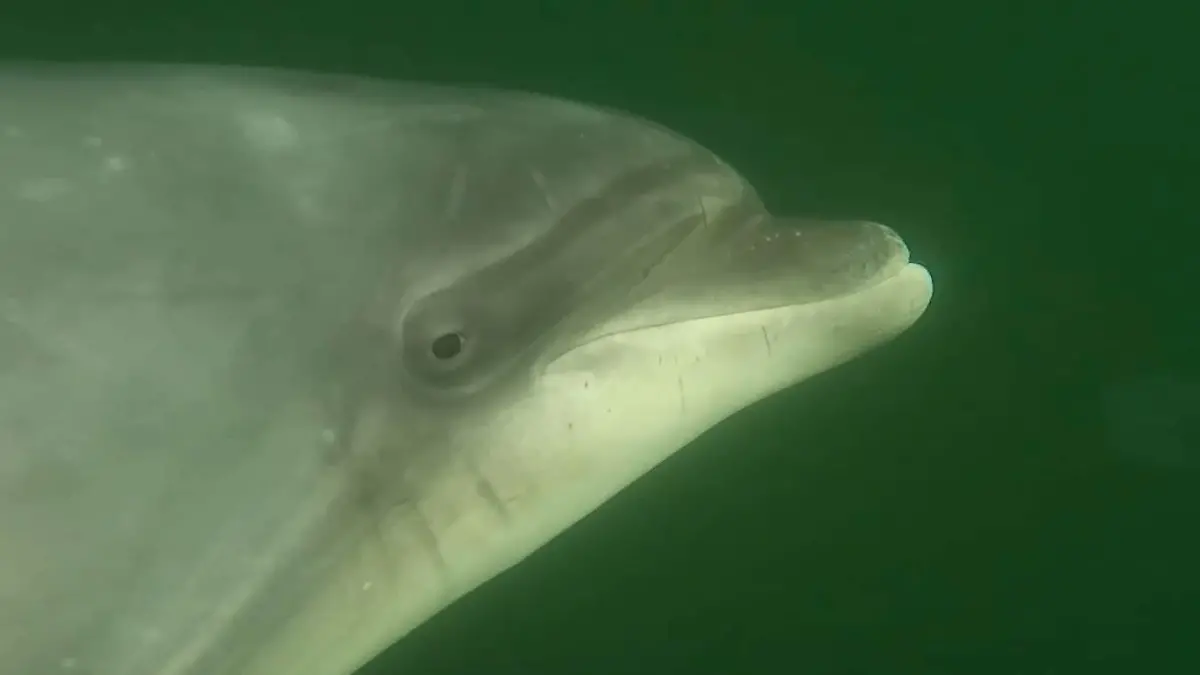 Delle ist ein allein lebender Delfin, der gerne die Nähe zu Menschen sucht.