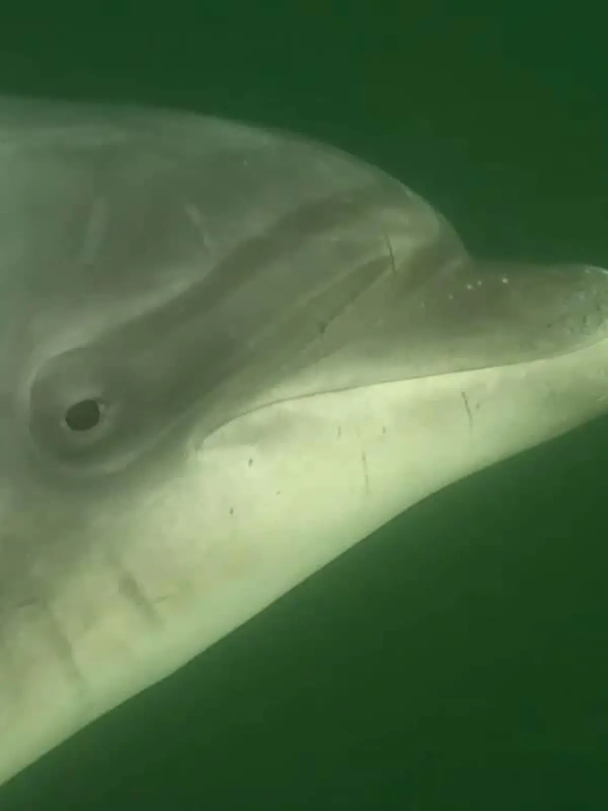 Delle ist ein allein lebender Delfin, der gerne die Nähe zu Menschen sucht.
