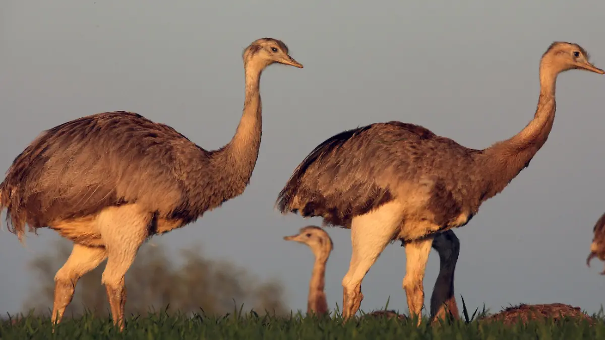 Nandus ziehen in Gruppen durch die Lauenburgische Seenlandschaft.