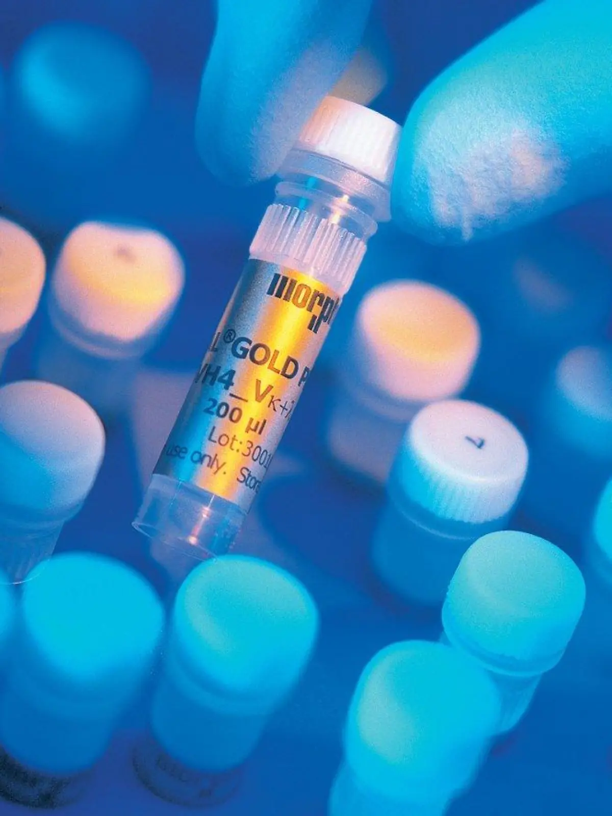 Ein Mitarbeiter des Biotechnologie-Konzerns MorphoSys aus Martinsried bei München zeigt eine Antikörperbibliothek in einer Eppendorf-Tube (undatiertes Handout). Die deutsche Biotech-Branche hofft auf ein Ende der Durststrecke. Nach kräftezehrenden Jahren mit hohen Verlusten sollen in diesem Jahr die ersten Medikamente-Kandidaten den Schlussspurt zur Marktzulassung antreten. Foto: MorphoSys dpa/lby (zu dpa-Themenpaket "Pharma", KORR "Biotechs hoffen auf Ende der Durststrecke - Geld fließt noch spärlich") +++(c) dpa - Bildfunk+++
