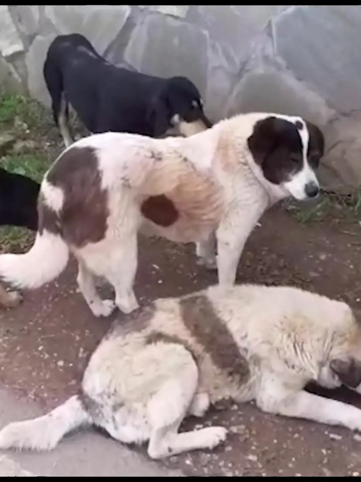 Seit mehr als 20 Jahren lebt Gabi Breitner in Antalya. Ihre Mission: Straßenhunde retten und im besten Fall nach Deutschland vermitteln. Seit Corona sind die Grenzen dicht, was bedeutet ihre Hunde können das Land derzeit nicht verlassen.