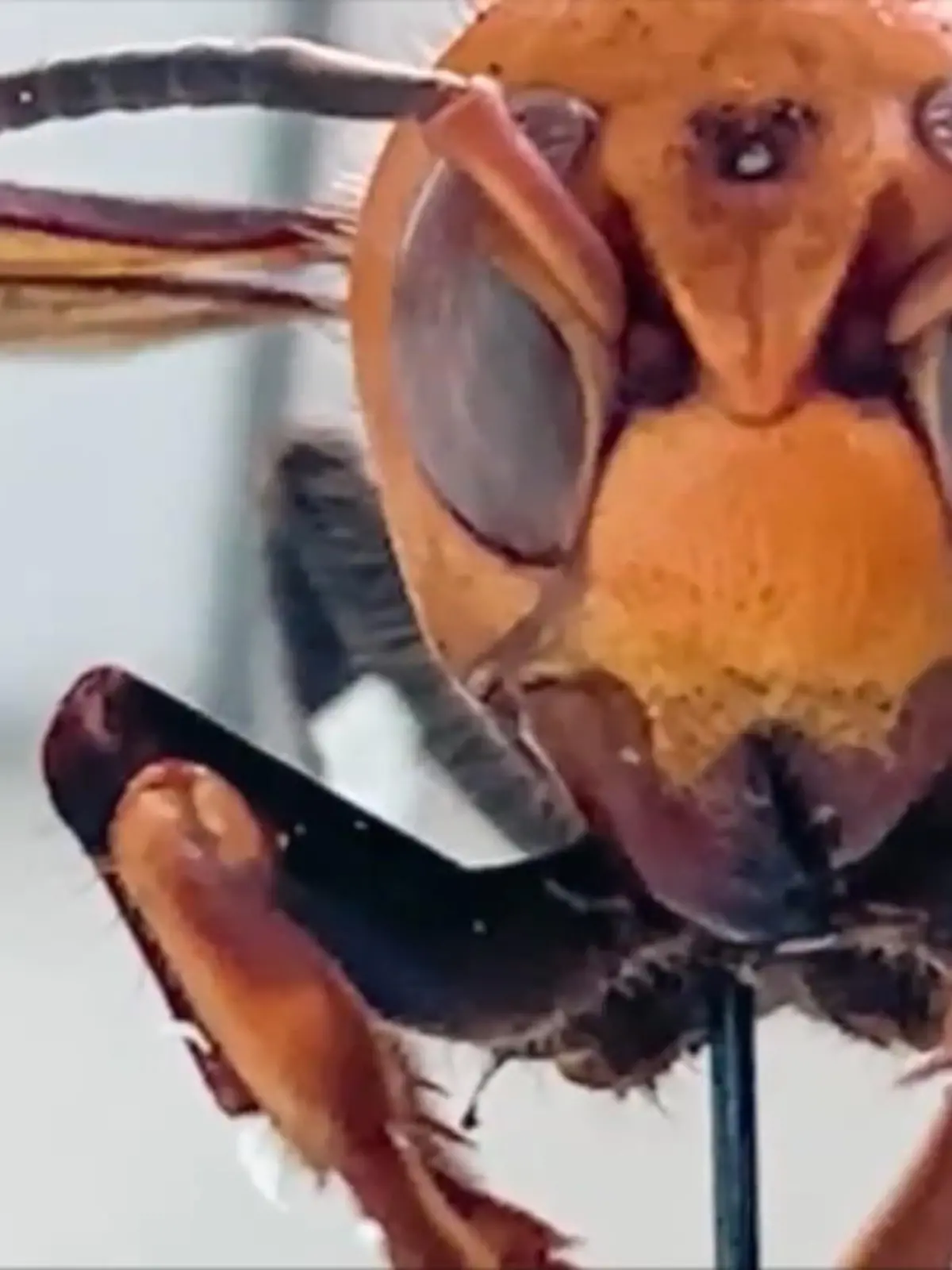 Bild zu: "Killerhornissen reißen Bienen Kopf ab"