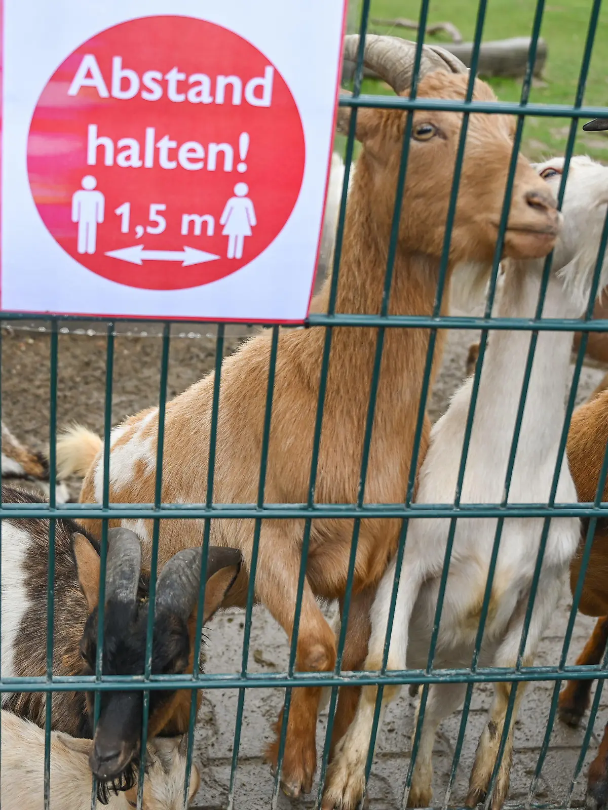 04.05.2020, Hessen, Kronberg: Neben einem Schild mit der Aufschrift "Abstand halten! 1,5 m" schnappen Afrikanische Zwergziegen in ihrem Gehege im Opel-Zoo nach Futter. In Hessen treten zum Wochenbeginn einige Lockerungen der Corona-Regeln in Kraft. Friseure dürfen ihre Salons wieder öffnen, Museen und Zoos können Besucher empfangen und auch im Gesundheitswesen werden einige Beschränkungen gelockert. Foto: Arne Dedert/dpa +++ dpa-Bildfunk +++