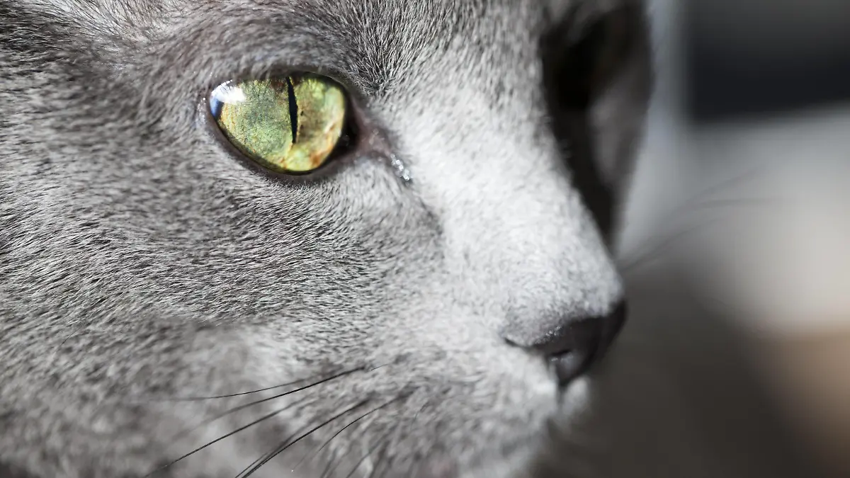  Face of grey cat, close-up PUBLICATIONxINxGERxSUIxAUTxHUNxONLY NGF000280