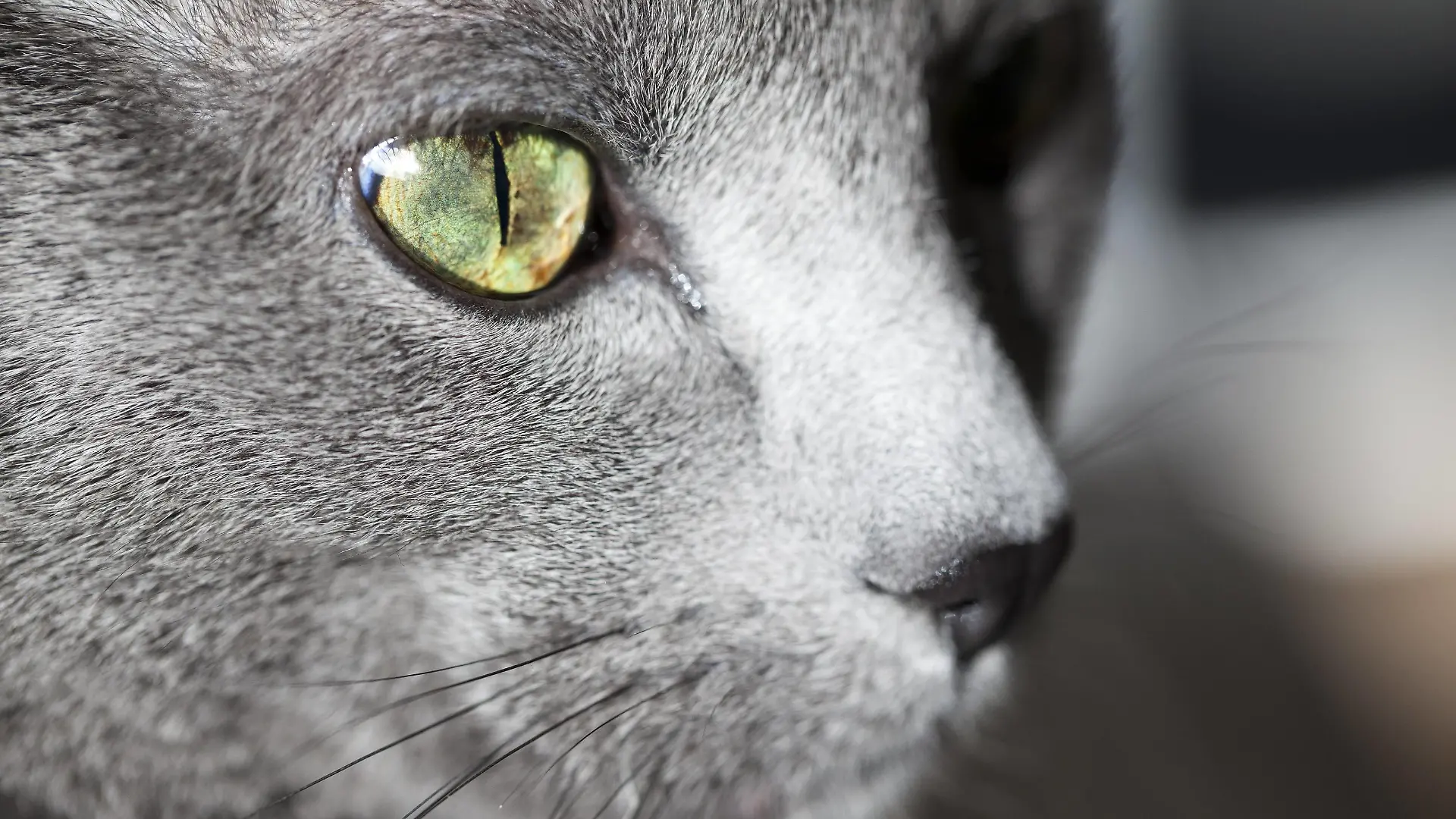 Face of grey cat, close-up PUBLICATIONxINxGERxSUIxAUTxHUNxONLY NGF000280