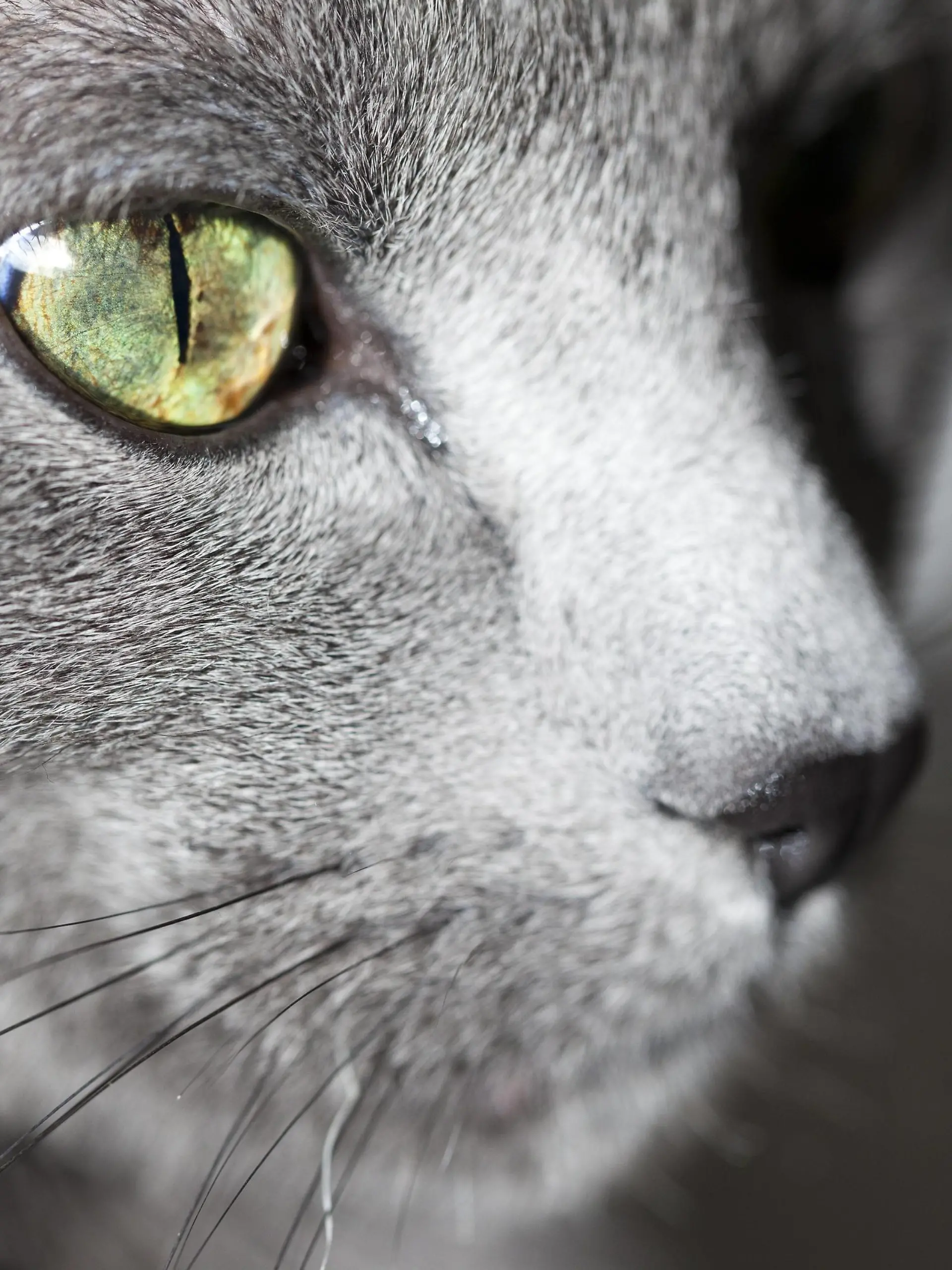  Face of grey cat, close-up PUBLICATIONxINxGERxSUIxAUTxHUNxONLY NGF000280