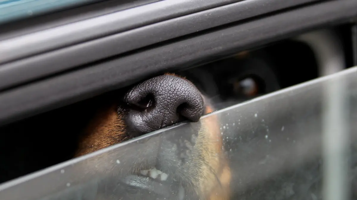 Ein Hund ist in Dingolfing gestorben, nachdem er in einem Auto zurückgelassen worden war.(Symbolbild)