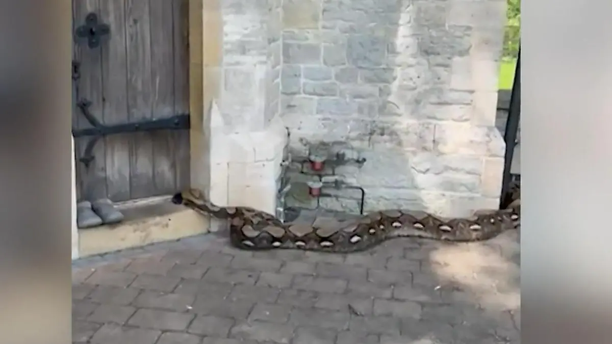 England Python Von einem Reptil fehlt jede Spur: Schlangen-Schock in England! Fünf ...