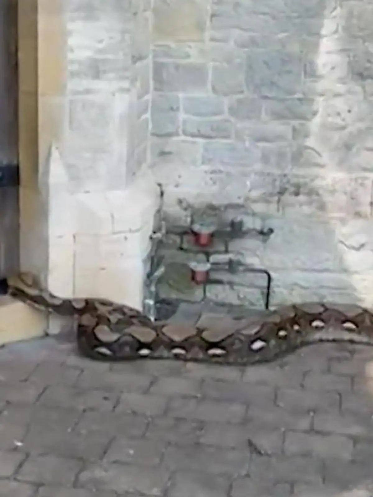 Bild zu: "Schlangen-Schock in England! Fünf Riesen-Pythons einfach ausgesetzt"