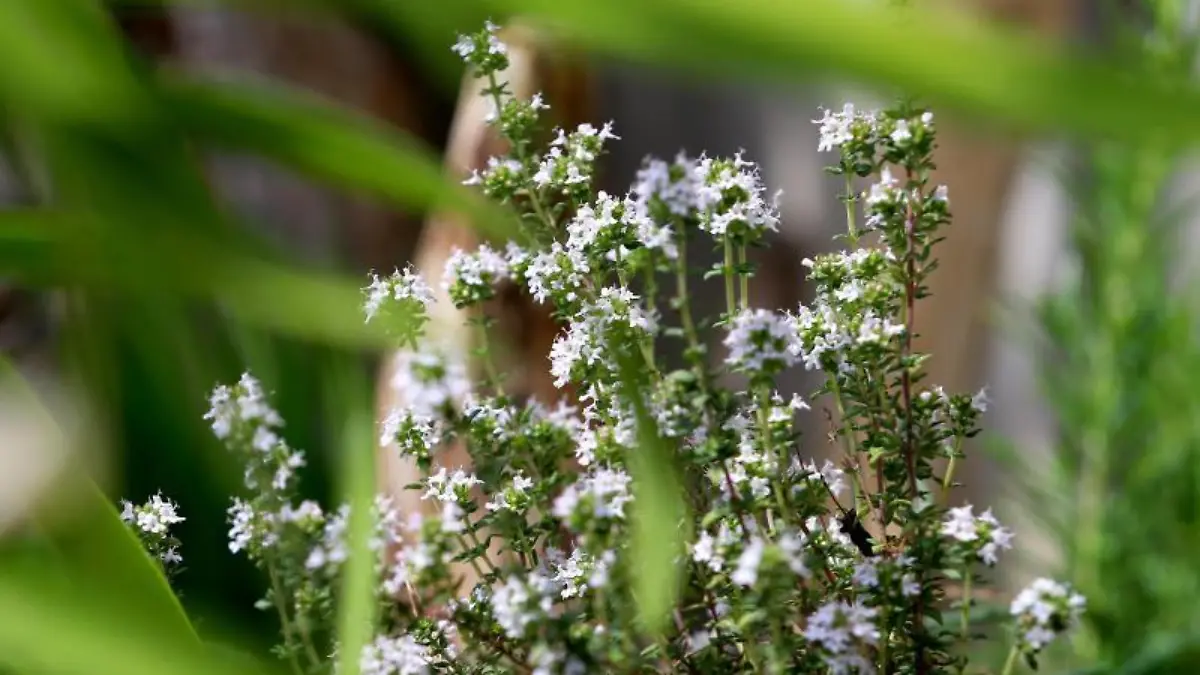 Thymian