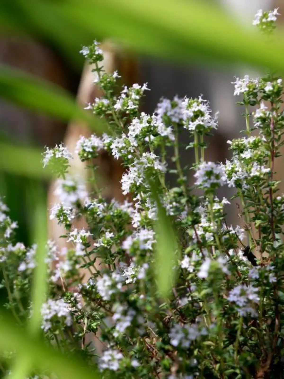 Thymian