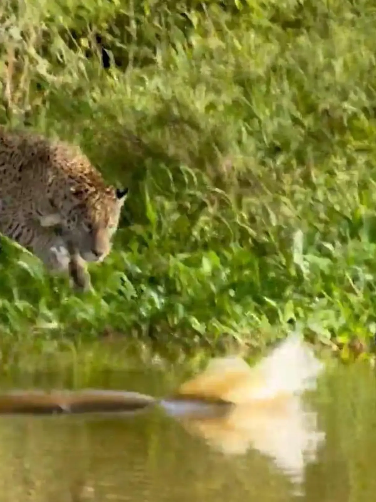Bild zu: "Raubtier gegen Reptil! Jaguar stürzt sich auf Alligator "
