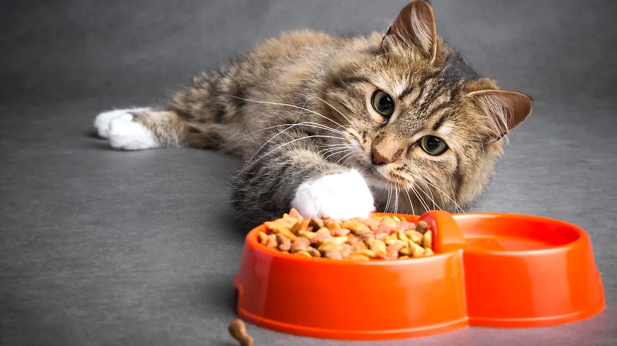 Katze zieht mit ihrer Pfote in eine Schüssel mit Katzenfutter heran