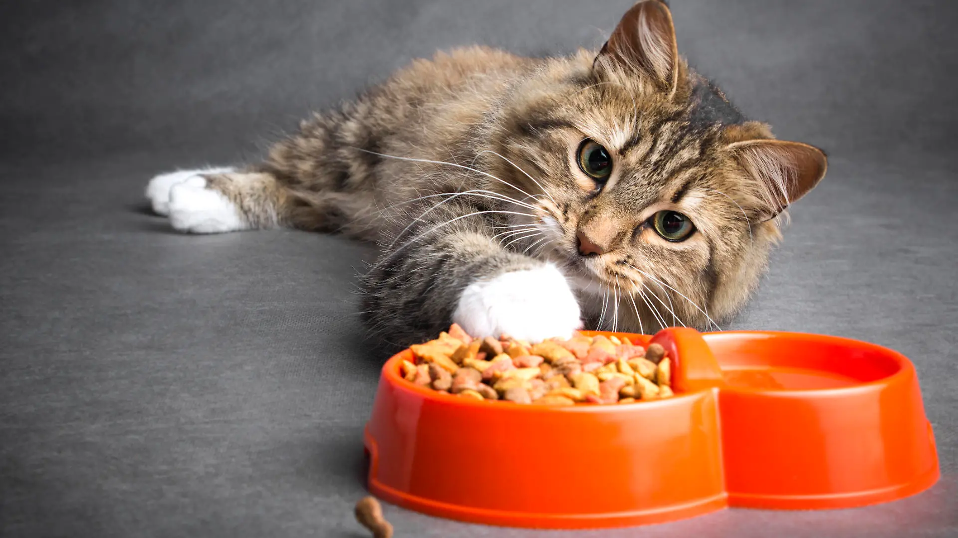Katze zieht mit ihrer Pfote in eine Schüssel mit Katzenfutter heran