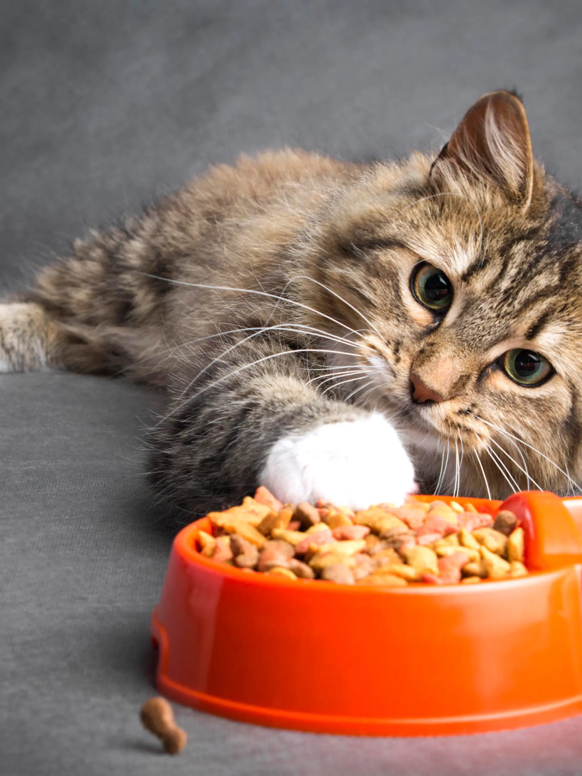 Katze zieht mit ihrer Pfote in eine Schüssel mit Katzenfutter heran