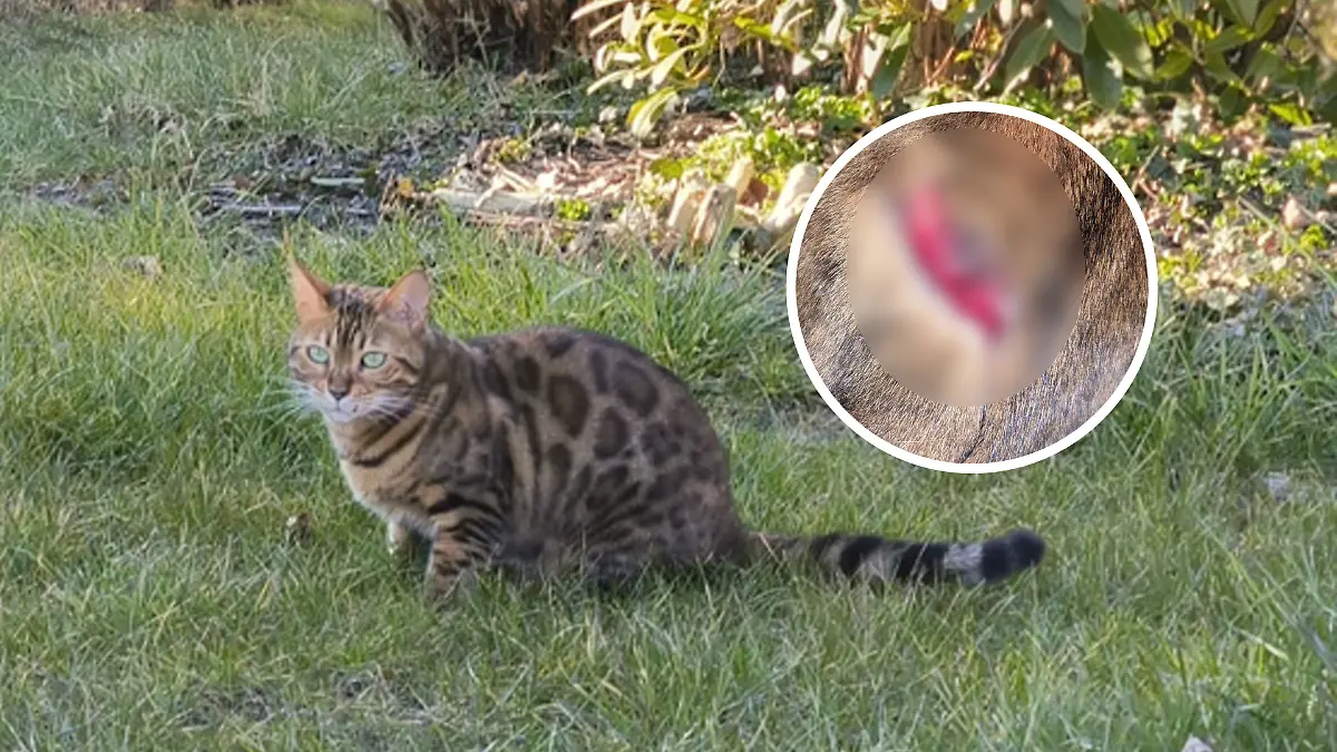 Katze Nala hat eine blutige Verletzung.