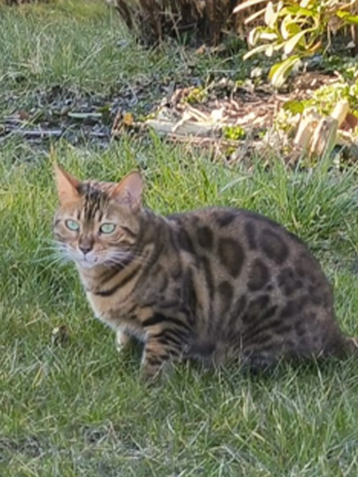 Katze Nala hat eine blutige Verletzung.