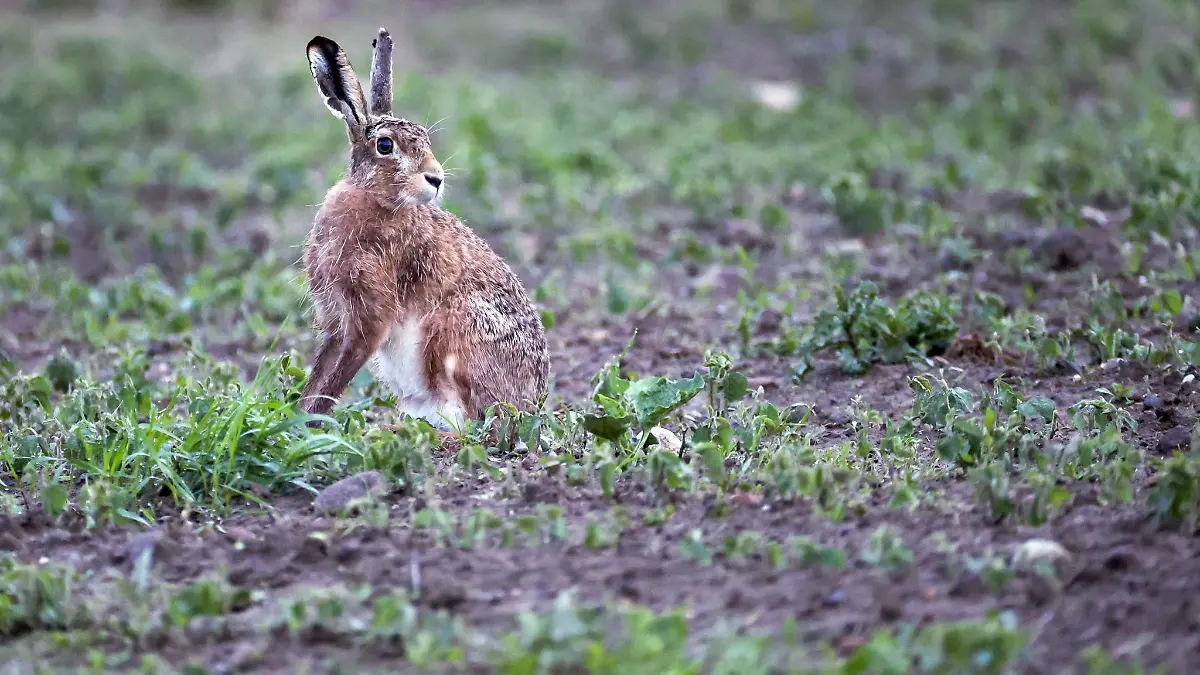 Kreis-Nordfriesland-Mehr-als-60-Tiere-tot-Virus-breitet-sich-aus-Myxomatose-betrifft-immer-mehr-Hasen