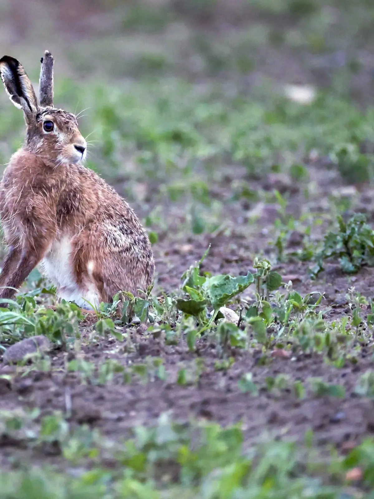 Bild zu: "Mehr als 60 Tiere tot! Virus breitet sich aus"