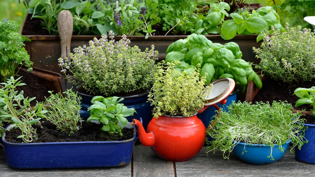 Verschiedene Kraeuter in alten Schuesseln und Tassen, Petersilie, Rosmarin, Kresse, Basilikum, Thymian / (Lepidium sativum), (Thymus vulgaris), (Ocimum basilicum), (Petroselinum crispum)