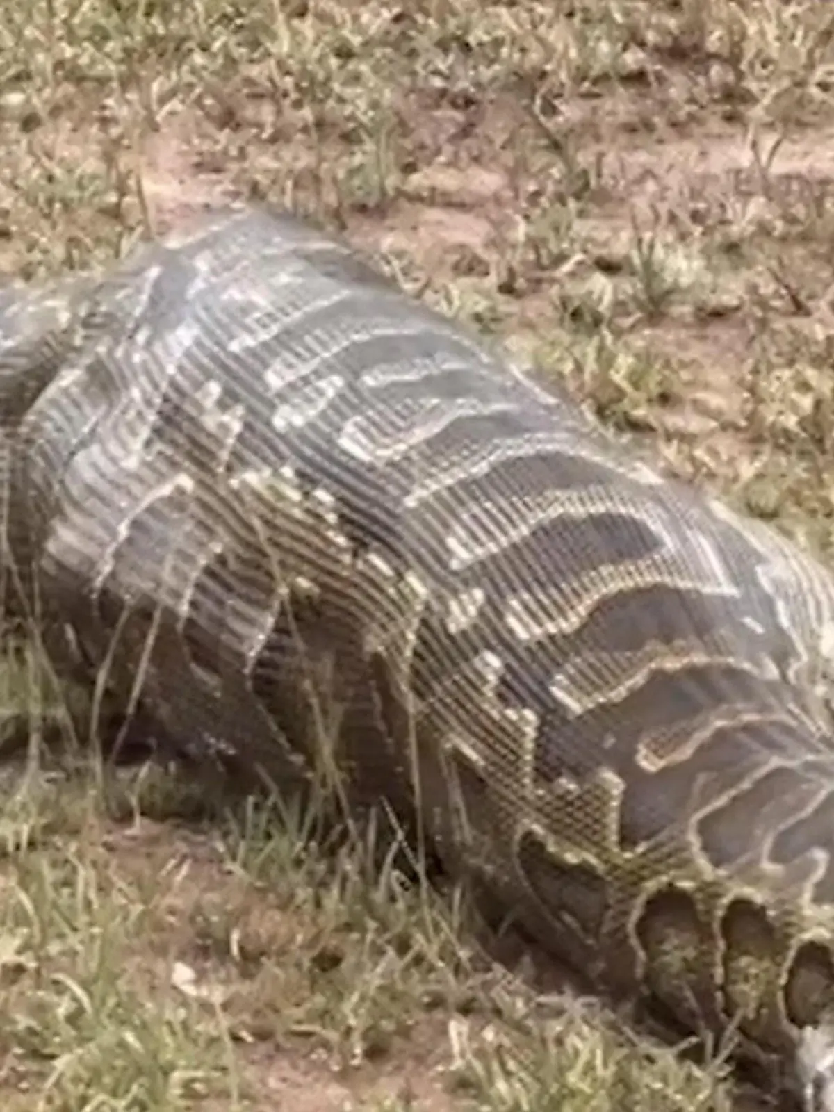 Bild zu: "Ganz schön großer Snack! Python verschlingt dieses Tier am Stück"