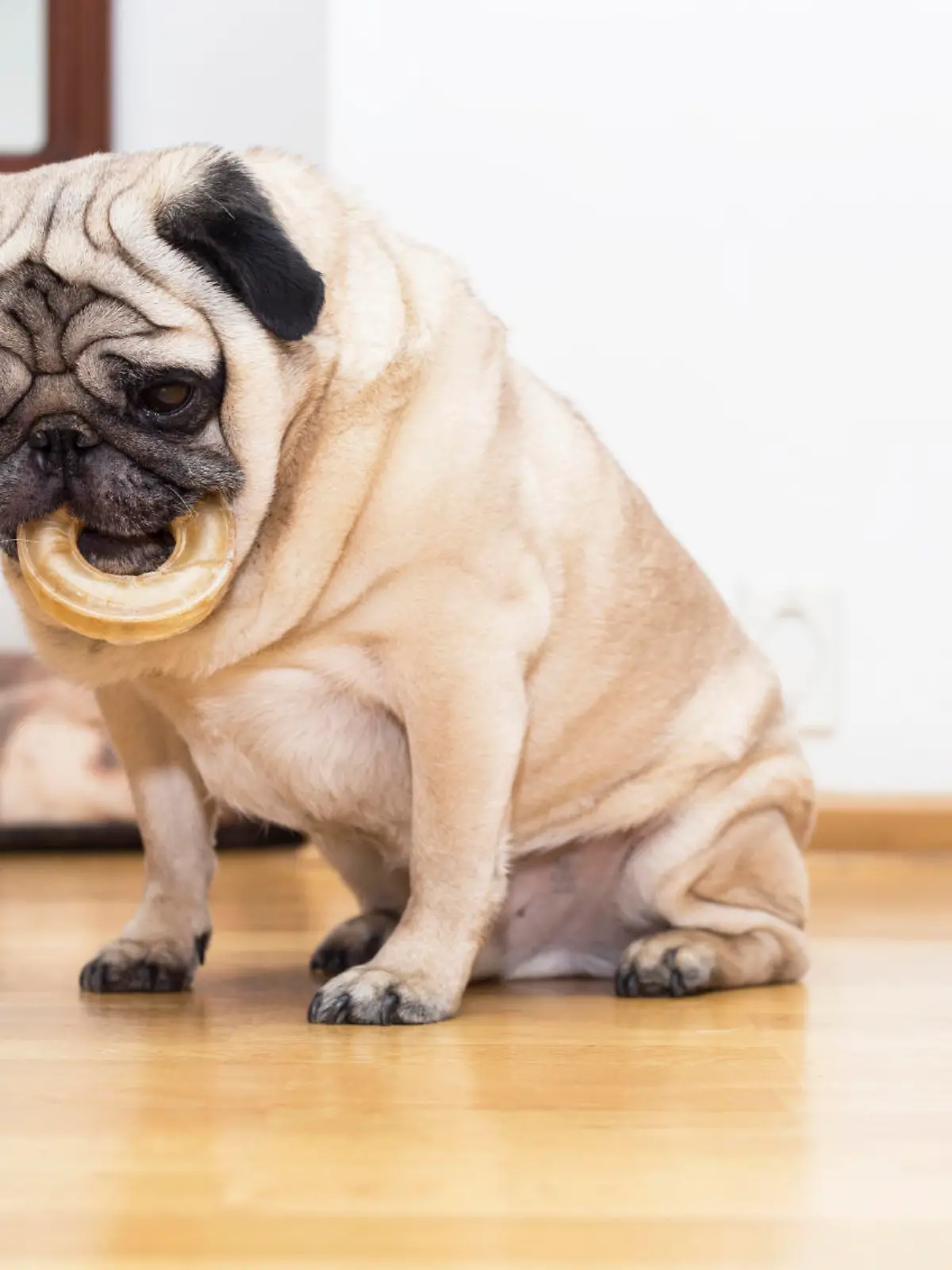 Hund dick.jpg