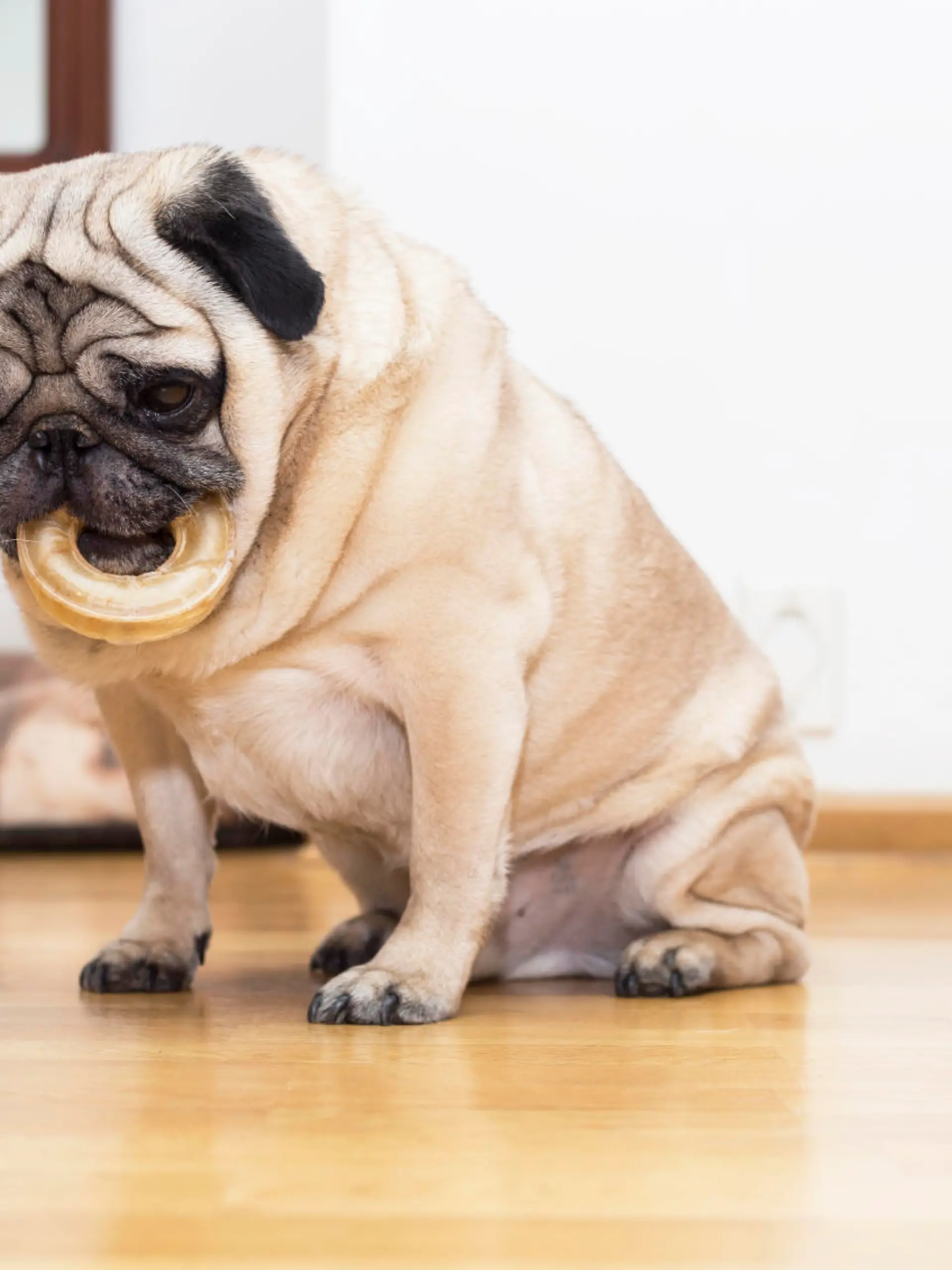 Hund dick.jpg