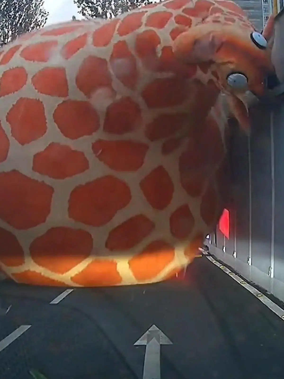 Tierischer Gegenverkehr! Giraffe landet mitten auf der Straße